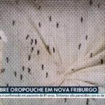 Saúde em Nova Friburgo confirma caso de febre oropouche em paciente de 81 anos | Região Serrana