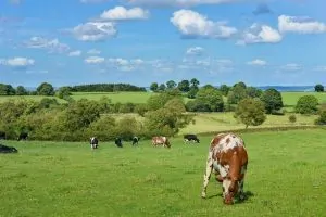 vaca - Copia